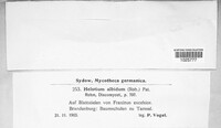Hymenoscyphus albidus image